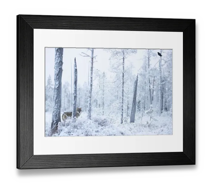 Framed Print : Grey wolf (Canis lupus) standing among trees in snow-covered forest, Finland. November Framed Print : Grey wolf (Canis lupus) standing among trees in snow-covered forest, Finland. November