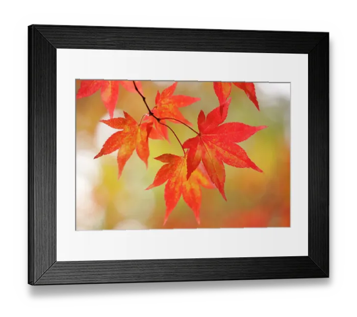 Framed Print : Maple (Acer sp.) leaves showing red and gold autumn colours. Westonbirt Arboretum, Gloucestershire, UK, October Framed Print : Maple (Acer sp.) leaves showing red and gold autumn colours. Westonbirt Arboretum, Gloucestershire, UK, October