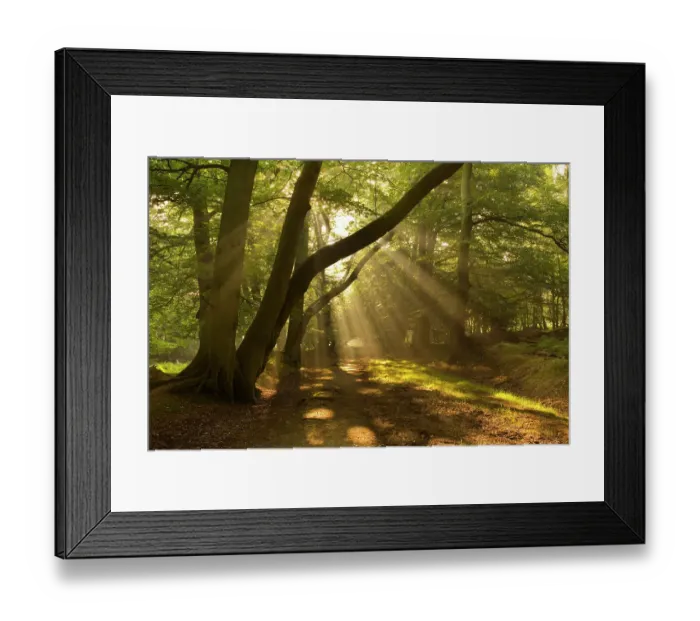 Framed Print : RF- Shaft of Sunlight in Beech woodland in autumn, Ashridge, Hertfordshire, UK Framed Print : RF- Shaft of Sunlight in Beech woodland in autumn, Ashridge, Hertfordshire, UK