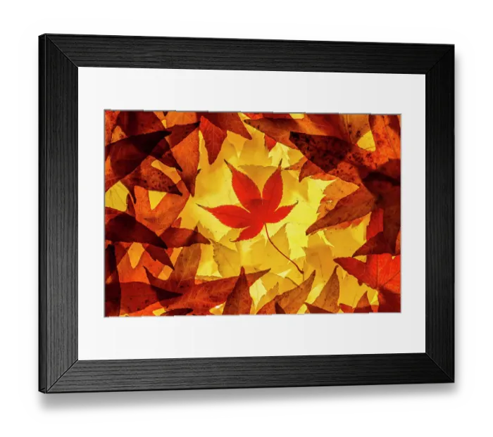 Framed Print : Maple leaves backlit on lightbox, Broxwater, Cornwall, UK. November 2013 Framed Print : Maple leaves backlit on lightbox, Broxwater, Cornwall, UK. November 2013