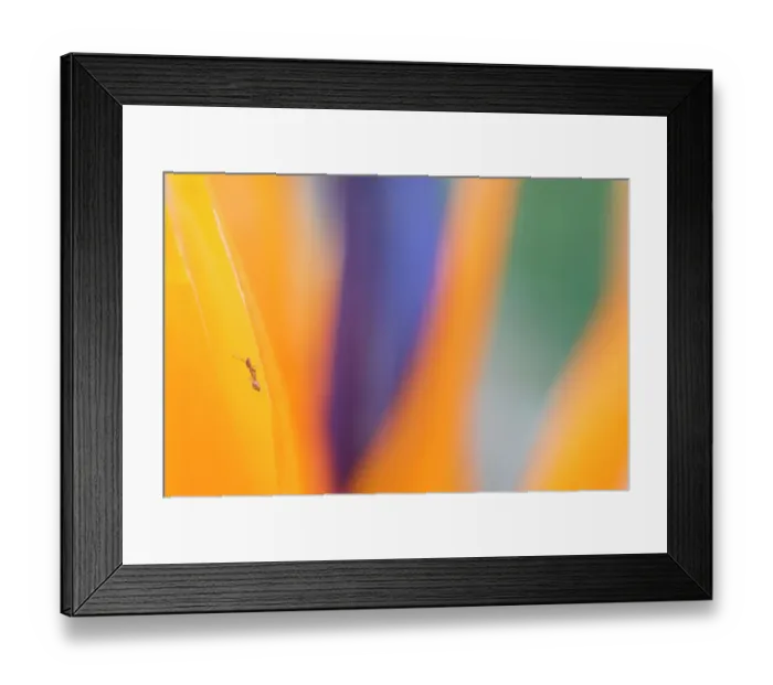 Framed Print : Bird of paradise (Strelitzia reginae) close up with Ant (Formicidae) Tenerife, Canary Islands Framed Print : Bird of paradise (Strelitzia reginae) close up with Ant (Formicidae) Tenerife, Canary Islands