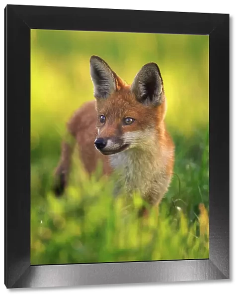 Red fox (Vulpes vulpes) cub, portrait, Derbyshire, UK