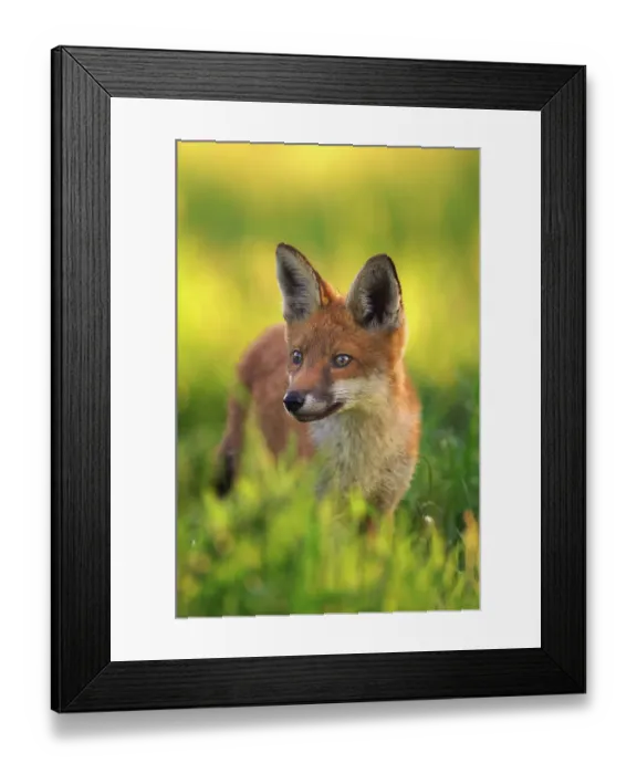 Framed Print : Red fox (Vulpes vulpes) cub, portrait, Derbyshire, UK Framed Print : Red fox (Vulpes vulpes) cub, portrait, Derbyshire, UK