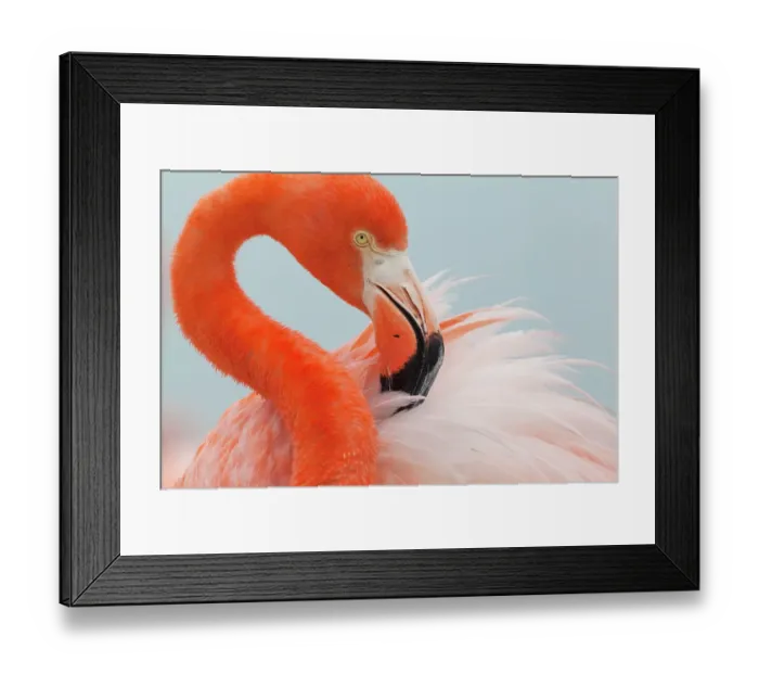 Framed Print : Caribbean Flamingo (Phoenicopterus ruber) sitting in the breeding colony, brooding and preening, Ria Lagartos Biosphere Reserve, Yucatan Peninsula, Mexico, June