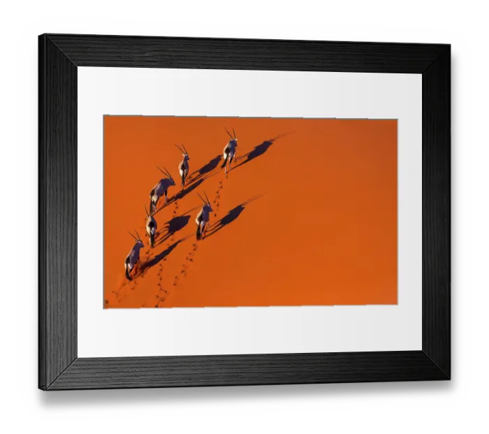 Framed Print : Gemsbok (Oryx gazella) aerial view of herd on sand, Namib Desert, Namibia Framed Print : Gemsbok (Oryx gazella) aerial view of herd on sand, Namib Desert, Namibia