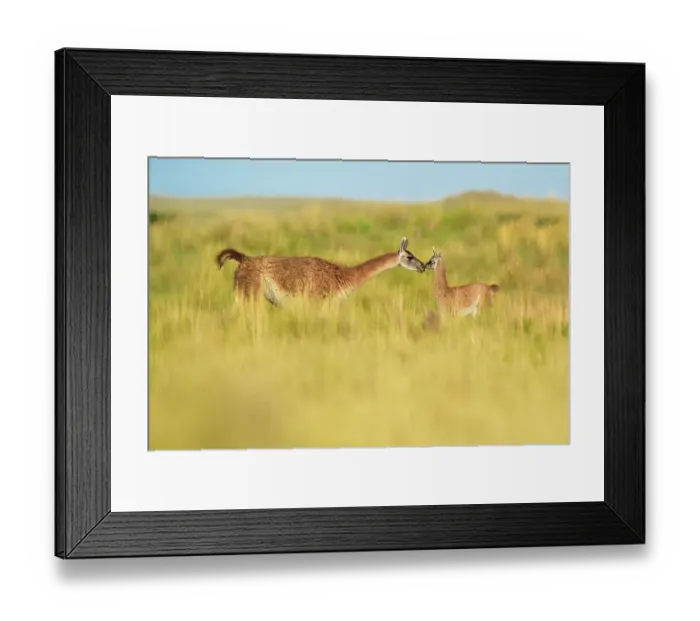 Framed Print : Guanaco (Lama guanicoe) female and newborn baby, nose to nose in grassland. La Pampa Province, Argentina Framed Print : Guanaco (Lama guanicoe) female and newborn baby, nose to nose in grassland. La Pampa Province, Argentina