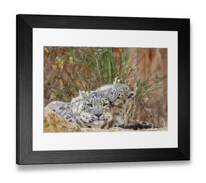 Framed Print : Mother and three months old Snow leopard (Panthera uncia) cub cleaning each other, Bioparc of Doue La Fontaine, France. September
