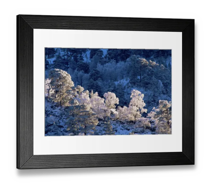 Framed Print : Frost and snow on mixed woodland, Inverness-shire, Scotland, UK