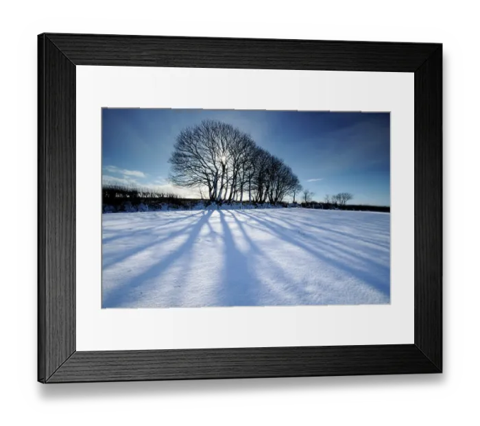 Framed Print : Silhouetted trees and long blue shadows falling on fresh snow, near Bradworthy, north Devon, UK. February 2009 Framed Print : Silhouetted trees and long blue shadows falling on fresh snow, near Bradworthy, north Devon, UK. February 2009
