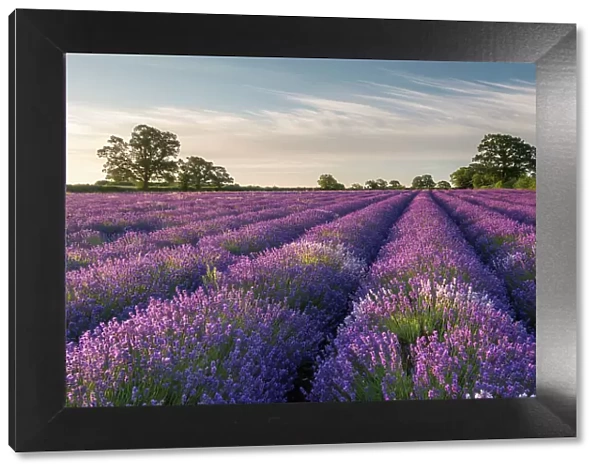 Lavender (Lavandula) field at Somerset Lavender, near Frome, Somerset, UK. July 2014