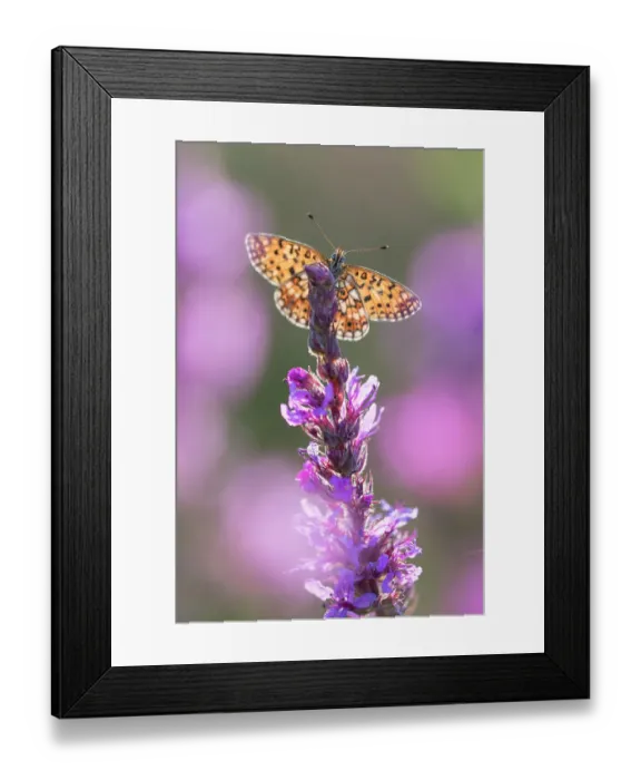 Framed Print : Small pearl bordered fritillary butterfly (Boloria selene) resting on flower. The Netherlands. July Framed Print : Small pearl bordered fritillary butterfly (Boloria selene) resting on flower. The Netherlands. July