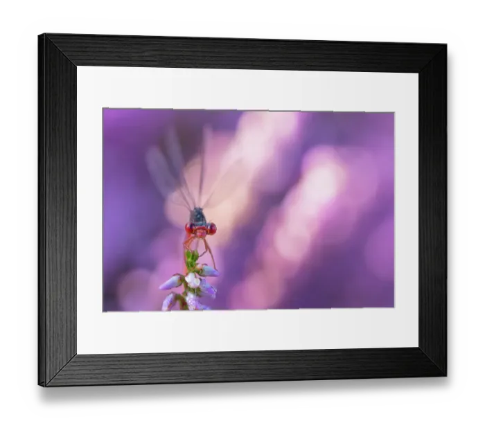 Framed Print : Small red damselfly (Ceriagrion tenellum) resting on Heather flower. The Netherlands. August Framed Print : Small red damselfly (Ceriagrion tenellum) resting on Heather flower. The Netherlands. August