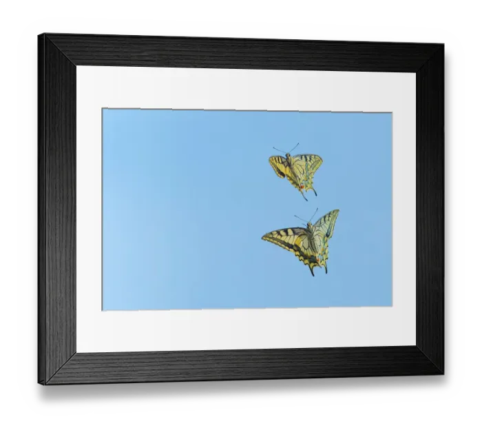 Framed Print : Ventral view of Swallowtail butterfly (Papilio machaon), male and female, in flight. The Netherlands. July Framed Print : Ventral view of Swallowtail butterfly (Papilio machaon), male and female, in flight. The Netherlands. July