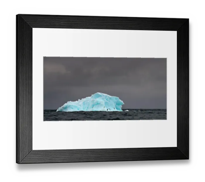 Framed Print : RF - Adelie penguins (Pygoscelis adeliae) on blue ice berg. Graham Passage, Antarctic Peninsula, Antarctica. (This image may be licensed either as rights managed or royalty free.) Framed Print : RF - Adelie penguins (Pygoscelis adeliae) on blue ice berg. Graham Passage, Antarctic Peninsula, Antarctica. (This image may be licensed either as rights managed or royalty free.)
