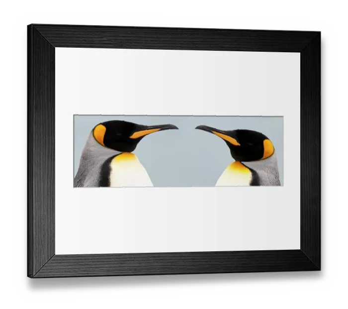 Framed Print : RF -Two King penguins (Aptenodytes patagonicus) head to head, South Georgia, South Atlantic. (digitally stitched image) (This image may be licensed either as rights managed or royalty free.) Framed Print : RF -Two King penguins (Aptenodytes patagonicus) head to head, South Georgia, South Atlantic. (digitally stitched image) (This image may be licensed either as rights managed or royalty free.)