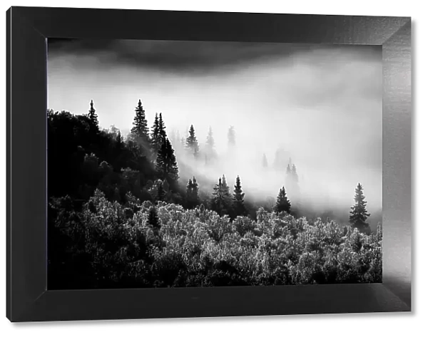 Black and white image of fog on mountain with conifer trees, Sweden