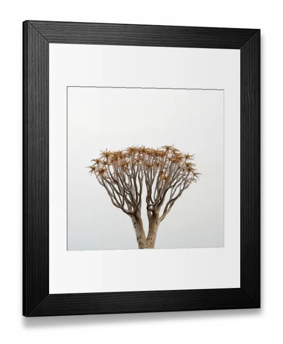 Framed Print : Kokerboom or Quiver Tree (Aloe dichotoma) in mist, Quiver tree forest, Kalahari, Namibia Framed Print : Kokerboom or Quiver Tree (Aloe dichotoma) in mist, Quiver tree forest, Kalahari, Namibia
