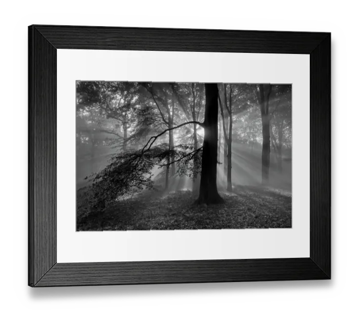 Framed Print : Beech woodland (Fagus sylvatica) with sun rays shining through, black and white image. Peerdsbos, Brasschaat, Belgium Framed Print : Beech woodland (Fagus sylvatica) with sun rays shining through, black and white image. Peerdsbos, Brasschaat, Belgium