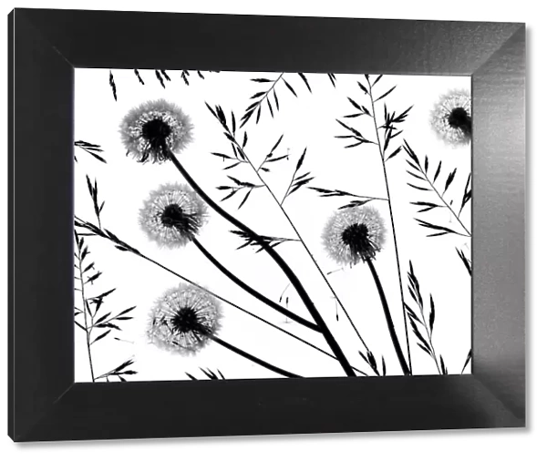 Silhouettes of Dandelion (Taraxacum officinale) seed heads and grasses, England, UK