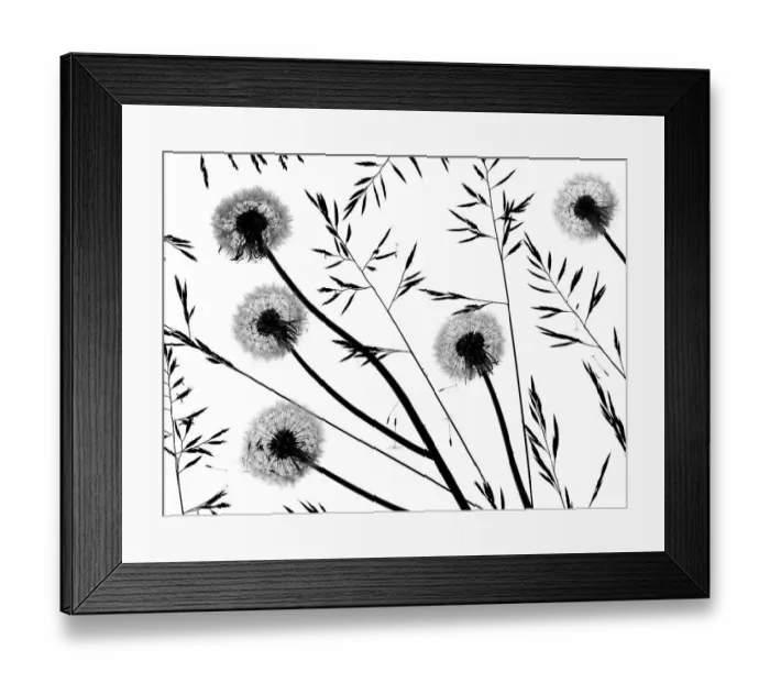 Framed Print : Silhouettes of Dandelion (Taraxacum officinale) seed heads and grasses, England, UK Framed Print : Silhouettes of Dandelion (Taraxacum officinale) seed heads and grasses, England, UK