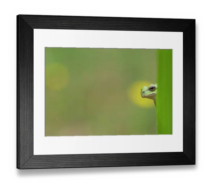 Framed Print : Lemon-yellow tree frog (Hyla savignyi) peering out from behind plant. April Framed Print : Lemon-yellow tree frog (Hyla savignyi) peering out from behind plant. April