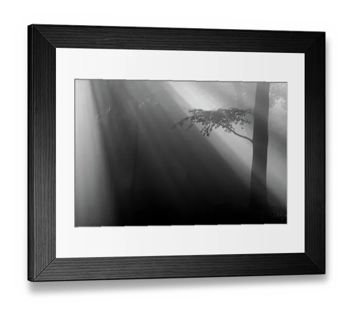 Framed Print : Sun rays in forest, Beech (Fagus sylvatica) tree silhouetted in foreground. Peerdsbos, Brasschaat, Belgium Framed Print : Sun rays in forest, Beech (Fagus sylvatica) tree silhouetted in foreground. Peerdsbos, Brasschaat, Belgium
