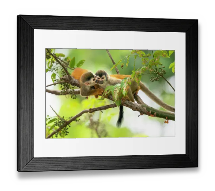 Framed Print : Black-crowned Central American squirrel monkey (Saimiri oerstedii) pair playing with each other Manuel Antonio National Park, Quepos, Costa Rica Framed Print : Black-crowned Central American squirrel monkey (Saimiri oerstedii) pair playing with each other Manuel Antonio National Park, Quepos, Costa Rica