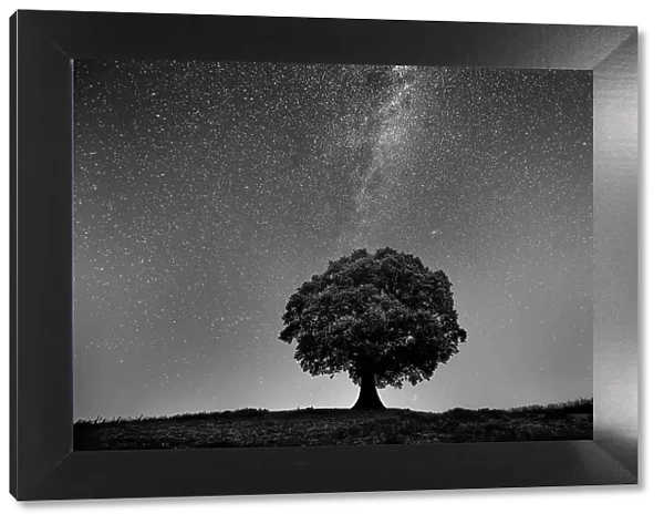 Astrophotography- English Oak Tree (Quercus robur) under stars of the Milky Way, Brecon Beacons National Park, International Dark Sky Preserve, Monmouthshire, Wales, UK, August