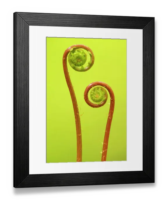 Framed Print : Hard fern (Blechnum spicant), two fiddleheads unfurling. Cornwall, England, UK. May Framed Print : Hard fern (Blechnum spicant), two fiddleheads unfurling. Cornwall, England, UK. May