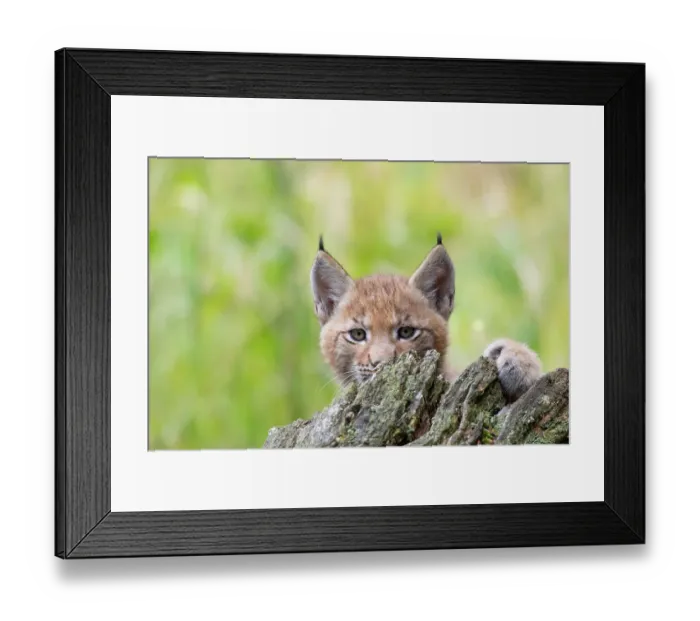 Framed Print : Eurasian lynx (Lynx lynx) kitten, aged six weeks, hiding behind tree stump. Breeding and reintroduction program, Germany. Captive. July Framed Print : Eurasian lynx (Lynx lynx) kitten, aged six weeks, hiding behind tree stump. Breeding and reintroduction program, Germany. Captive. July