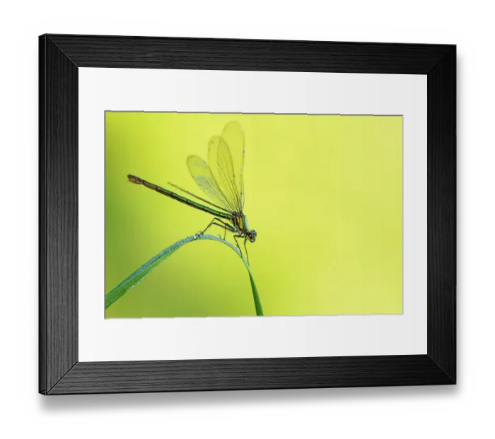Framed Print : RF - Female Banded demoiselle damselfly (Calopteryx splendens) roosting among grasses. Cornwall, UK. July. (This image may be licensed either as rights managed or royalty free) Framed Print : RF - Female Banded demoiselle damselfly (Calopteryx splendens) roosting among grasses. Cornwall, UK. July. (This image may be licensed either as rights managed or royalty free)