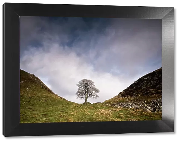 Hadrian's Wall at Sycamore Gap, between Steel Rigg and Housesteads, Northumberland, England, UK, March 2017
