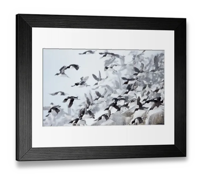 Framed Print : Large flock of Guillemots (Uria aalge) taking off from a cliff in falling snow, Vardo, Norway, March Framed Print : Large flock of Guillemots (Uria aalge) taking off from a cliff in falling snow, Vardo, Norway, March