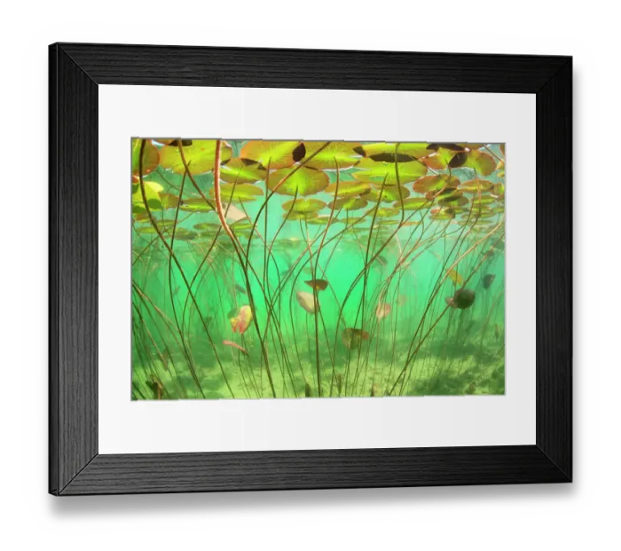 Framed Print : Waterlilies (Nymphaea alba) underwater in lake. Alps, Ain, France Framed Print : Waterlilies (Nymphaea alba) underwater in lake. Alps, Ain, France