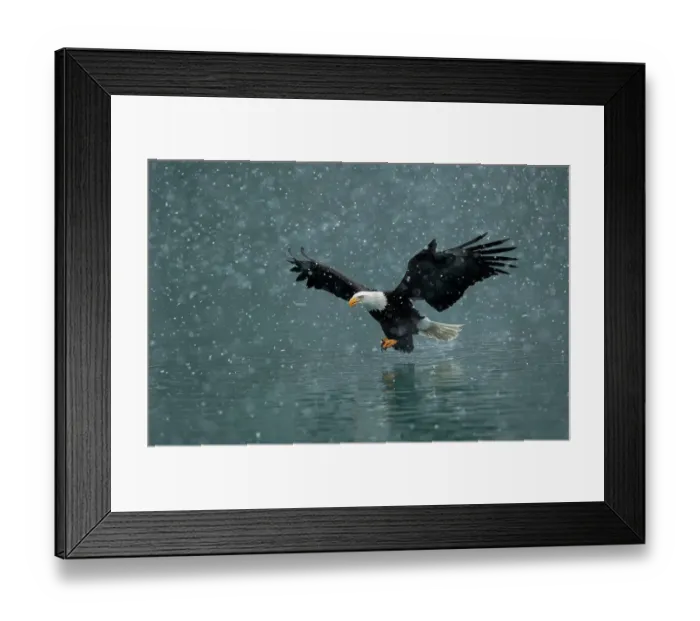 Framed Print : Bald eagle (Haliaeetus leucocephalus) flying over water in falling snow. Kachemak Bay, Alaska, USA. February Framed Print : Bald eagle (Haliaeetus leucocephalus) flying over water in falling snow. Kachemak Bay, Alaska, USA. February