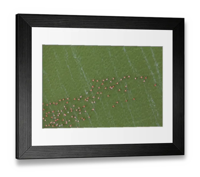 Framed Print : Aerial view of Caribbean flamingos (Phoenicopterus ruber) flying over the coastal lagoon, Ria Lagartos Biosphere Reserve, Yucatan Peninsula, Mexico, May. Bookplate Framed Print : Aerial view of Caribbean flamingos (Phoenicopterus ruber) flying over the coastal lagoon, Ria Lagartos Biosphere Reserve, Yucatan Peninsula, Mexico, May. Bookplate
