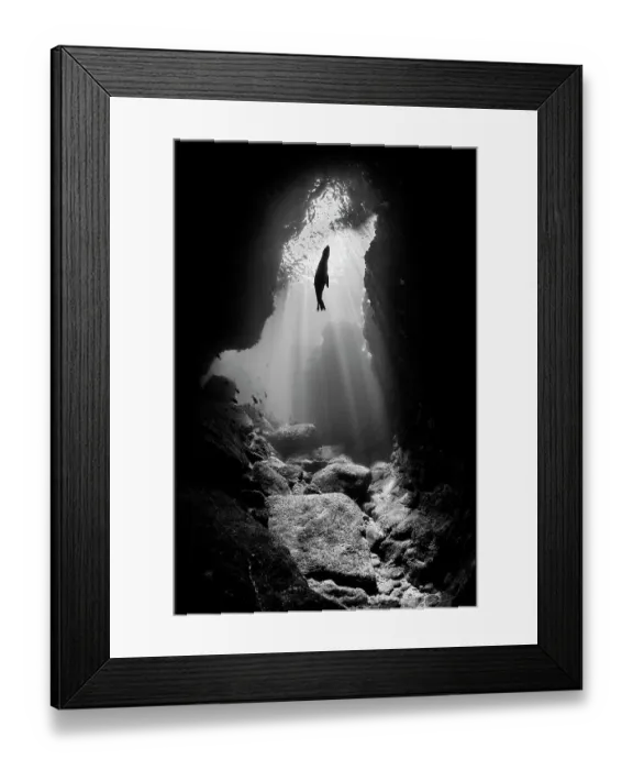 Framed Print : Black and white photo of a silhouette of a California sea lion (Zalophus californianus) pup in an underwater cavern with sun beams. Los Islotes, La Paz, Baja California Sur, Mexico. Sea of Cortez, Gulf of California, East Pacific Ocean Framed Print : Black and white photo of a silhouette of a California sea lion (Zalophus californianus) pup in an underwater cavern with sun beams. Los Islotes, La Paz, Baja California Sur, Mexico. Sea of Cortez, Gulf of California, East Pacific Ocean