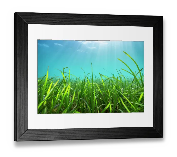 Framed Print : Sunrays penetrating a Seagrass meadow (Zostera Marina) Helford River, Falmouth, Cornwall, UK. April