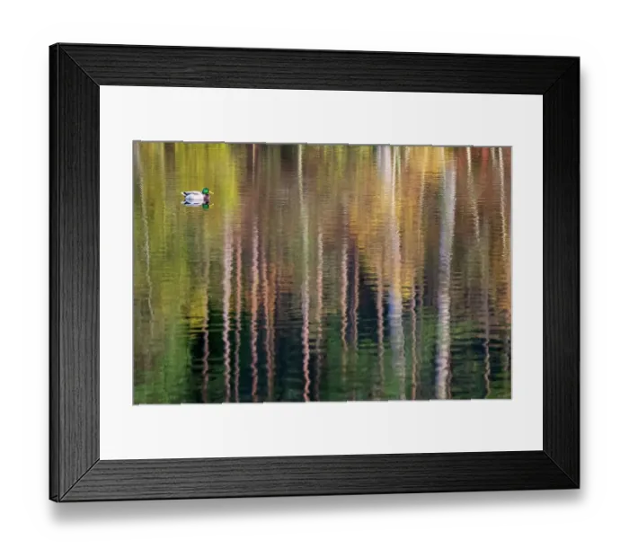 Framed Print : Drake Mallard duck (Anas platyrhynchos) swimming through colourful reflections of trees at Glencoe Lochan. Scotland, UK. November Framed Print : Drake Mallard duck (Anas platyrhynchos) swimming through colourful reflections of trees at Glencoe Lochan. Scotland, UK. November