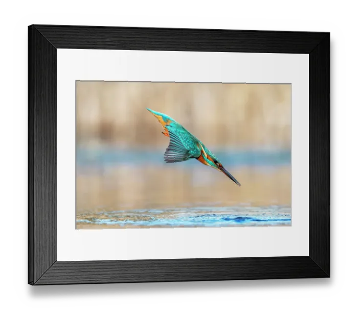 Framed Print : Kingfisher (Alcedo atthis) diving into water to catch fish, Near Bourne, Lincolnshire, England, UK. January Framed Print : Kingfisher (Alcedo atthis) diving into water to catch fish, Near Bourne, Lincolnshire, England, UK. January