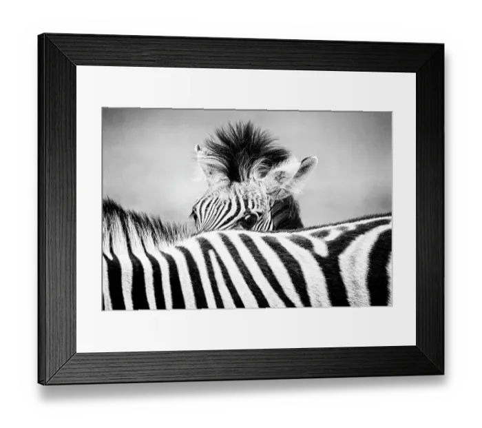 Framed Print : Zebra (Equus quagga) foal peering over its mother's striped back. Monochrome. Etosha National Park, Namibia, January