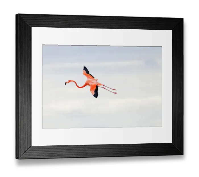 Framed Print : Caribbean flamingo (Phoenicopterus ruber) landing, Ria Celestun Biosphere Reserve, Yucatan Peninsula, Mexico, January. Bookplate Framed Print : Caribbean flamingo (Phoenicopterus ruber) landing, Ria Celestun Biosphere Reserve, Yucatan Peninsula, Mexico, January. Bookplate