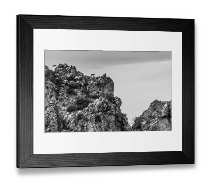 Framed Print : Two Iberian ibex (Capra pyrenaica) walking along mountain ridge. Sierra Magina National Park, Andalusia, Spain. October Framed Print : Two Iberian ibex (Capra pyrenaica) walking along mountain ridge. Sierra Magina National Park, Andalusia, Spain. October