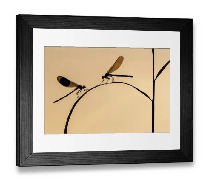 Framed Print : Banded demoiselle (Calopteryx splendens), male and female silhouetted on reed, Lower Tamar Lakes, Cornwall, UK. June Framed Print : Banded demoiselle (Calopteryx splendens), male and female silhouetted on reed, Lower Tamar Lakes, Cornwall, UK. June