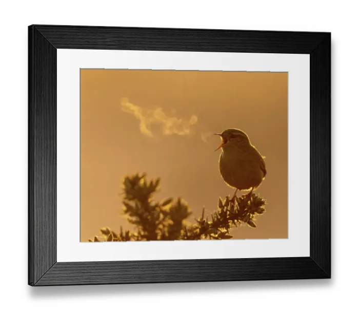 Framed Print : Wren (Troglodytes troglodytes) singing during the morning at St Aidens RSPB reserve near Leeds, UK. April Framed Print : Wren (Troglodytes troglodytes) singing during the morning at St Aidens RSPB reserve near Leeds, UK. April