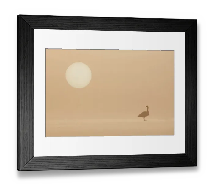 Framed Print : RF- Whooper Swan (Cygnus cygnus) standing on frozen loch at dawn in winter. Loch Insh, Cairngorms National Park, Scotland, UK Framed Print : RF- Whooper Swan (Cygnus cygnus) standing on frozen loch at dawn in winter. Loch Insh, Cairngorms National Park, Scotland, UK