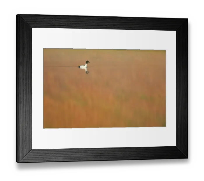 Framed Print : Goldeneye duck (Clangula bucephala) male on Loch Vaa at dawn, Cairngorms National Park, Highlands, Scotland, UK, April 2011 Framed Print : Goldeneye duck (Clangula bucephala) male on Loch Vaa at dawn, Cairngorms National Park, Highlands, Scotland, UK, April 2011