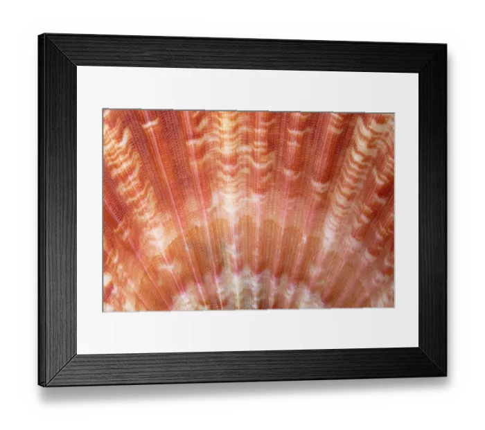 Framed Print : Detail of Queen scallop shell (Aequipecten / Chlamys opercularis). Anglesey, Wales, UK. December Framed Print : Detail of Queen scallop shell (Aequipecten / Chlamys opercularis). Anglesey, Wales, UK. December