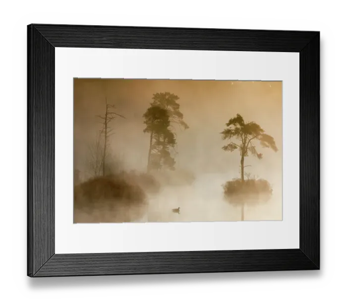 Framed Print : Landscape of a fen at dawn with Canada goose (Branta canadensis) swimming. Oisterwijkse Bossen en Vennen Nature reserve, Oisterwijk, The Netherlands. April Framed Print : Landscape of a fen at dawn with Canada goose (Branta canadensis) swimming. Oisterwijkse Bossen en Vennen Nature reserve, Oisterwijk, The Netherlands. April