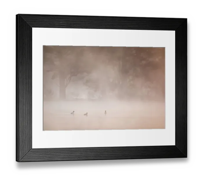 Framed Print : Goldeneye (Bucephala clangula) male and two females on woodland loch at dawn on misty morning, Loch Vaa, Cairngorms National Park, Scotland, UK, April Framed Print : Goldeneye (Bucephala clangula) male and two females on woodland loch at dawn on misty morning, Loch Vaa, Cairngorms National Park, Scotland, UK, April